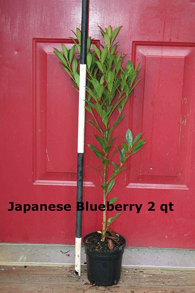2qt Japanese Blueberry